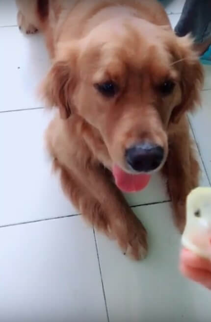 ゴールデンレトリーバー,動画