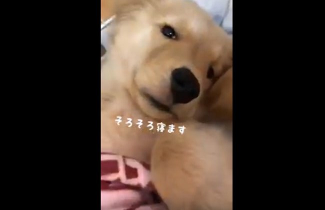 ゴールデンレトリーバー,動画