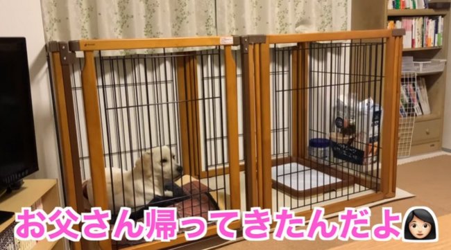 ラブラドールレトリーバー,動画