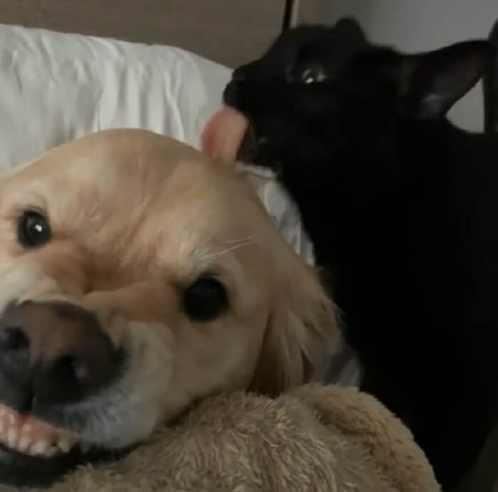 ゴールデンレトリーバー,動画