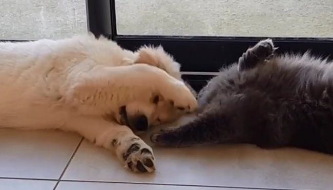 ゴールデンレトリーバー,動画