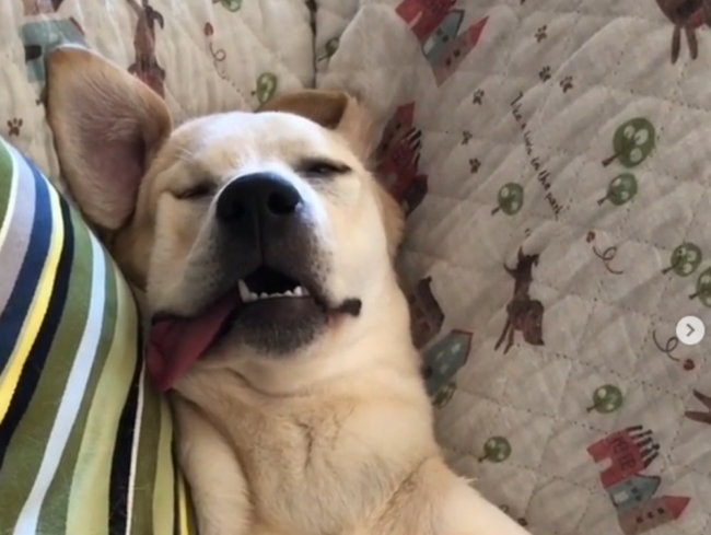 ラブラドールレトリーバー,動画