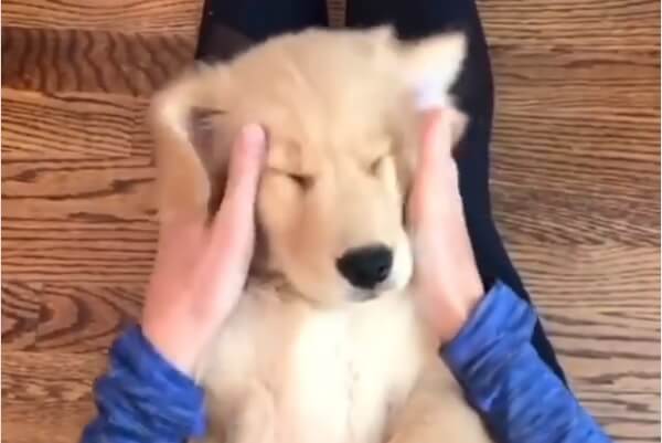 ゴールデンレトリーバー,動画