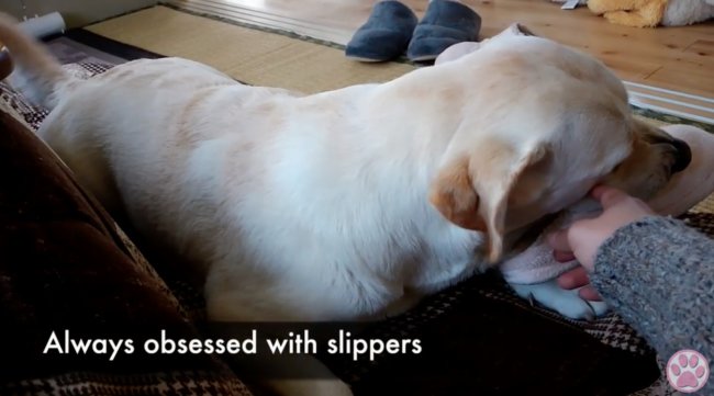 ラブラドールレトリーバー,動画