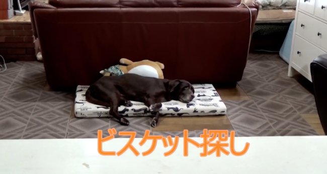 ラブラドールレトリーバー,動画