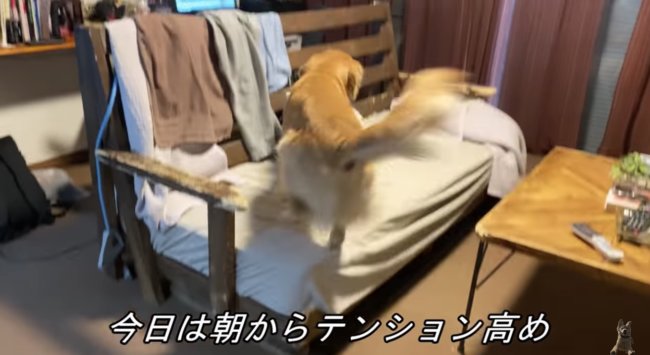 ゴールデンレトリーバー,動画