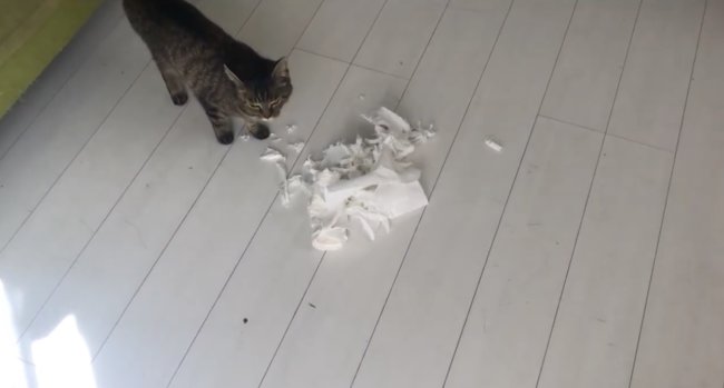 ゴールデンレトリーバー,動画