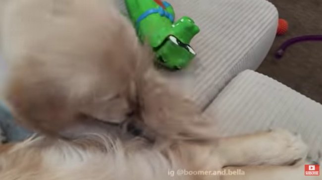 ゴールデンレトリーバー,動画