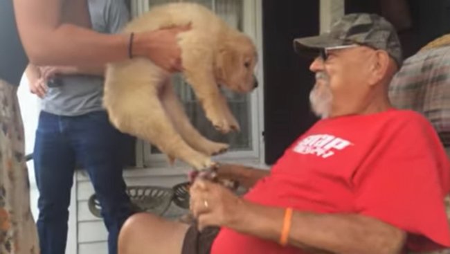 ゴールデンレトリーバー,動画