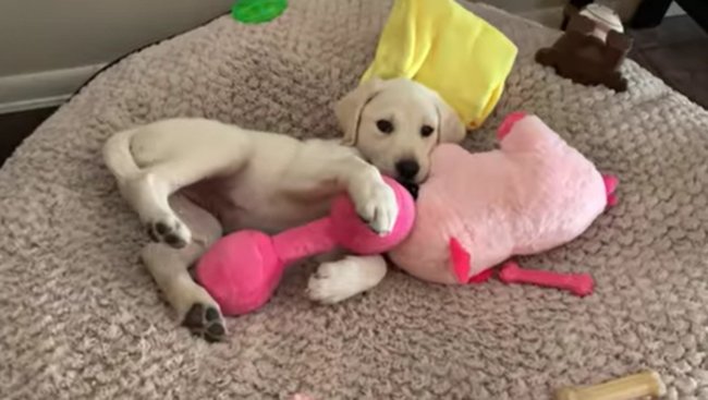 ラブラドールレトリーバー,動画