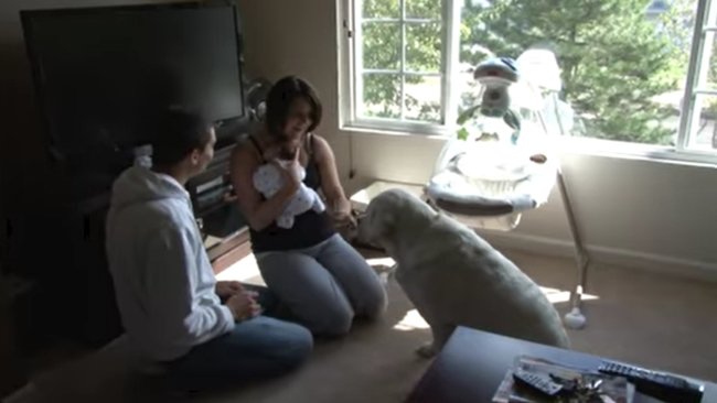 ラブラドールレトリーバー,動画