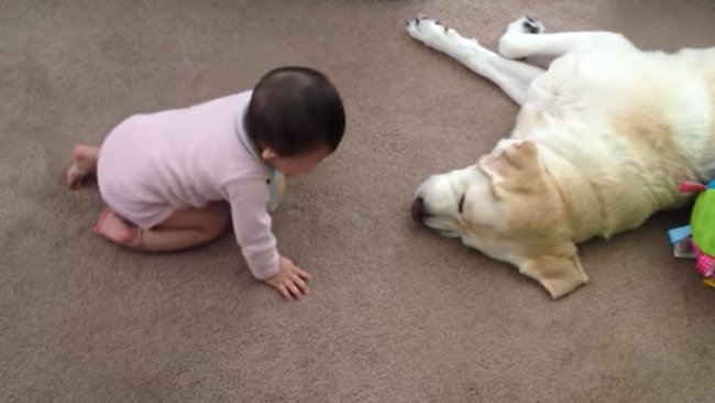 ラブラドールレトリーバー,動画