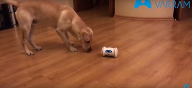 ラブラドールレトリーバー,動画