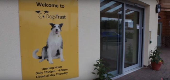 ラブラドールレトリーバー,動画