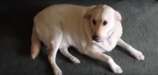 ラブラドールレトリーバー,動画