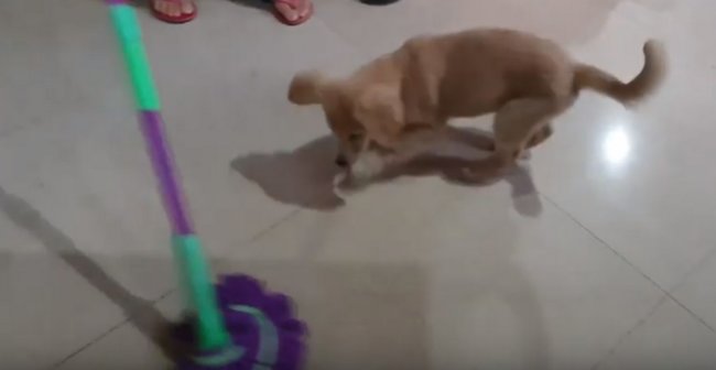 ゴールデンレトリーバー,動画