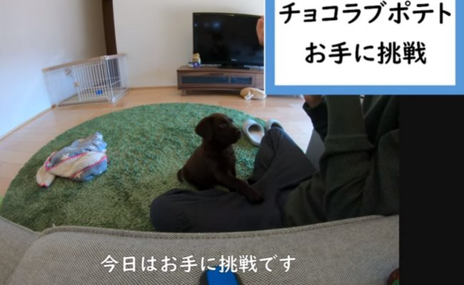 ラブラドールレトリーバー,動画