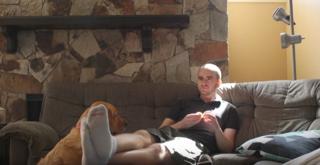 ゴールデンレトリーバー,動画