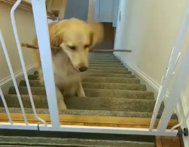 ゴールデンレトリーバー,動画