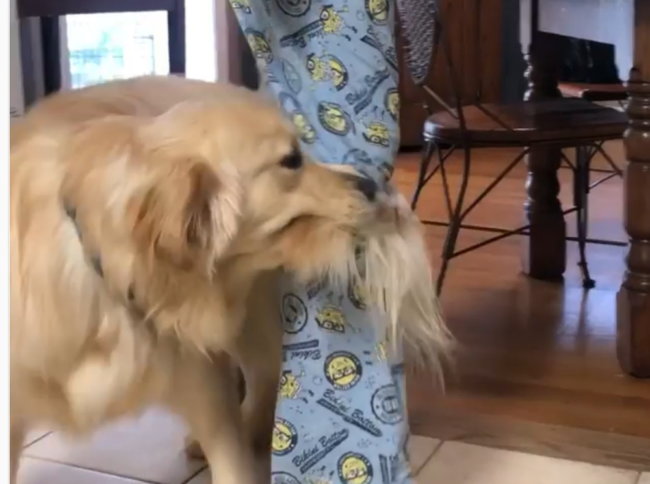 ゴールデンレトリーバー,動画