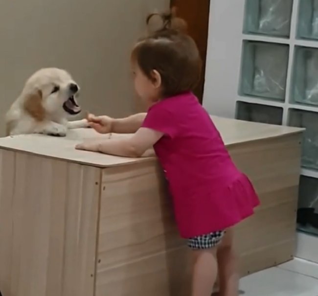 ゴールデンレトリーバー,動画