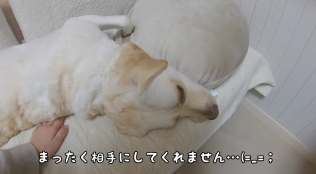 ラブラドールレトリーバー,動画