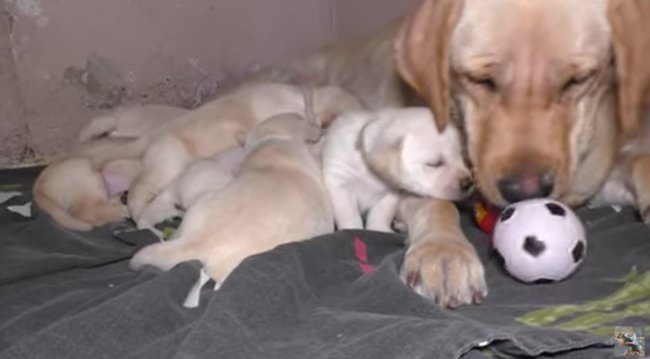 ラブラドールレトリーバー,動画
