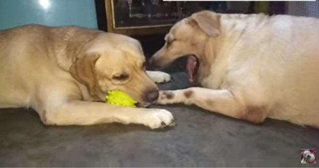 ラブラドールレトリーバー,動画