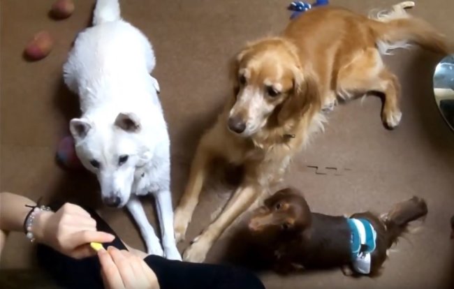 ゴールデンレトリーバー,動画