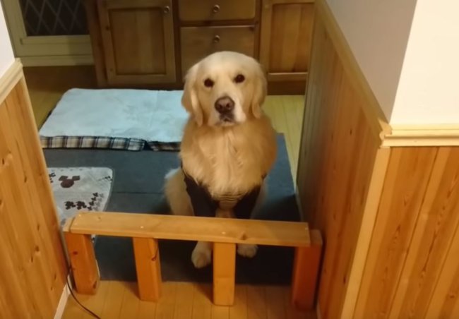 ゴールデンレトリーバー,動画