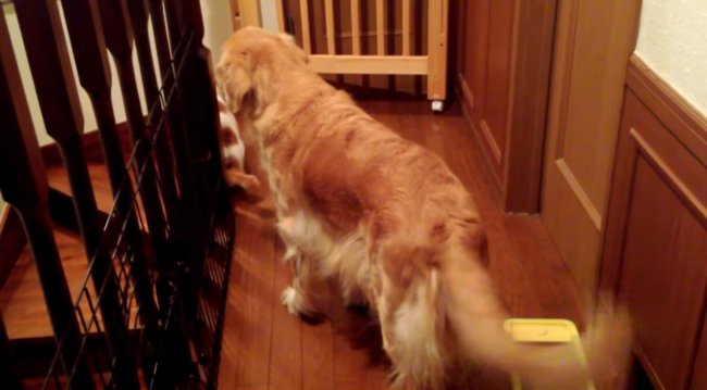 ゴールデンレトリーバー,動画