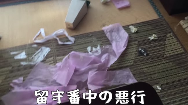 ゴールデンレトリーバー,動画