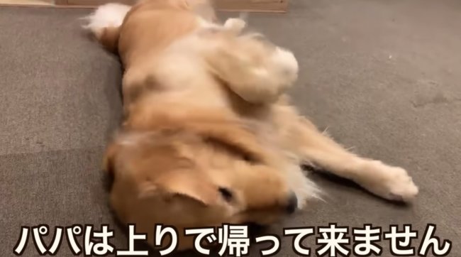 ゴールデンレトリーバー,動画