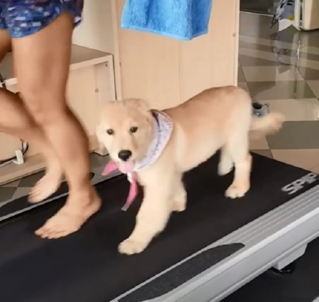 ゴールデンレトリーバー,動画