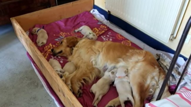 ゴールデンレトリーバー,動画