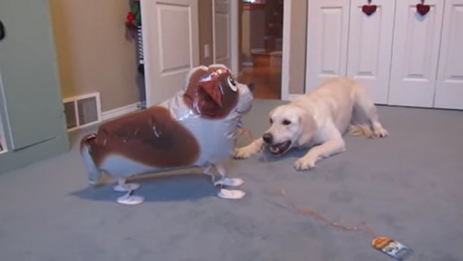 ゴールデンレトリーバー,動画