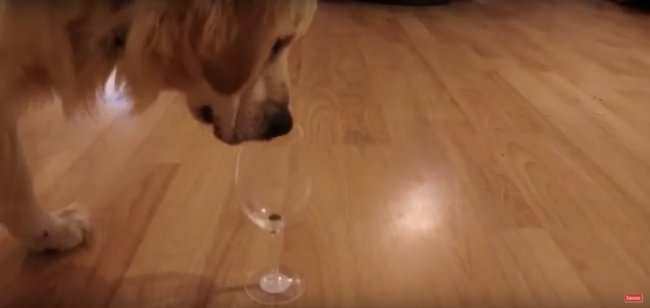 ゴールデンレトリーバー,動画