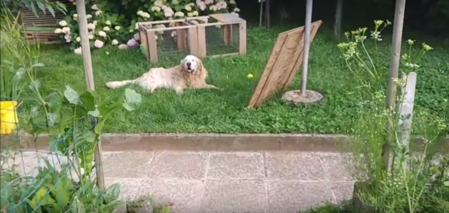 ゴールデンレトリーバー,動画