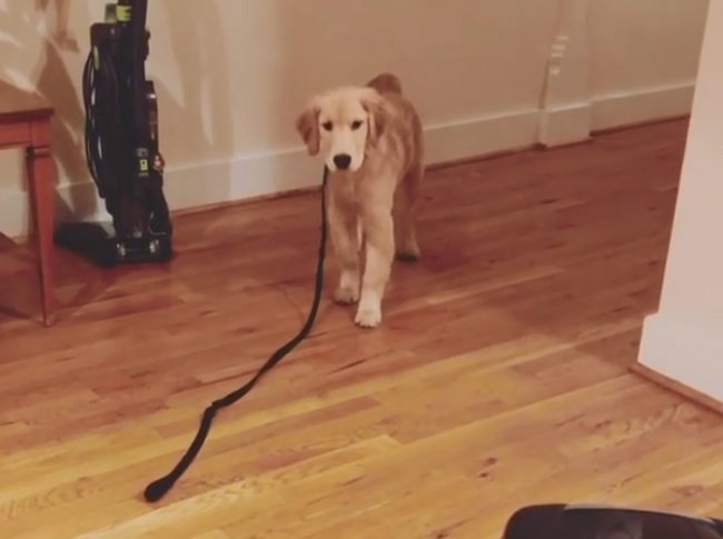 ゴールデンレトリーバー,動画