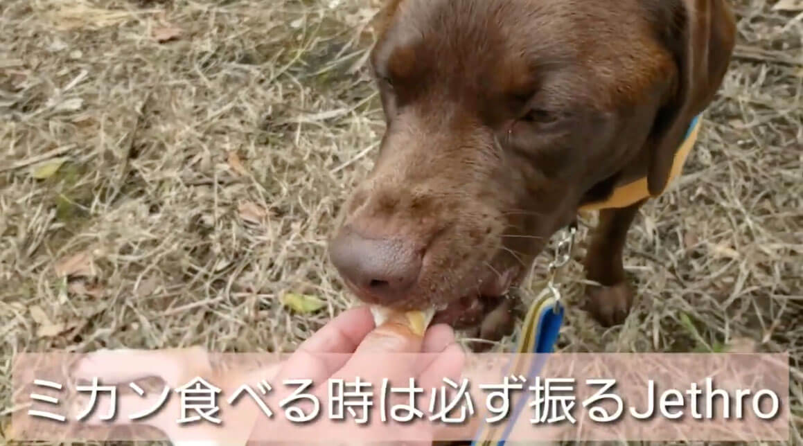 ラブラドールレトリーバー,動画