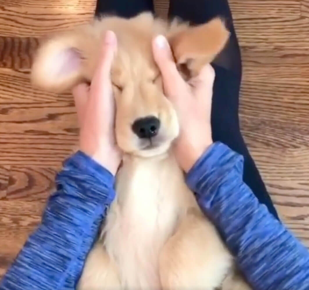 ゴールデンレトリーバー,動画