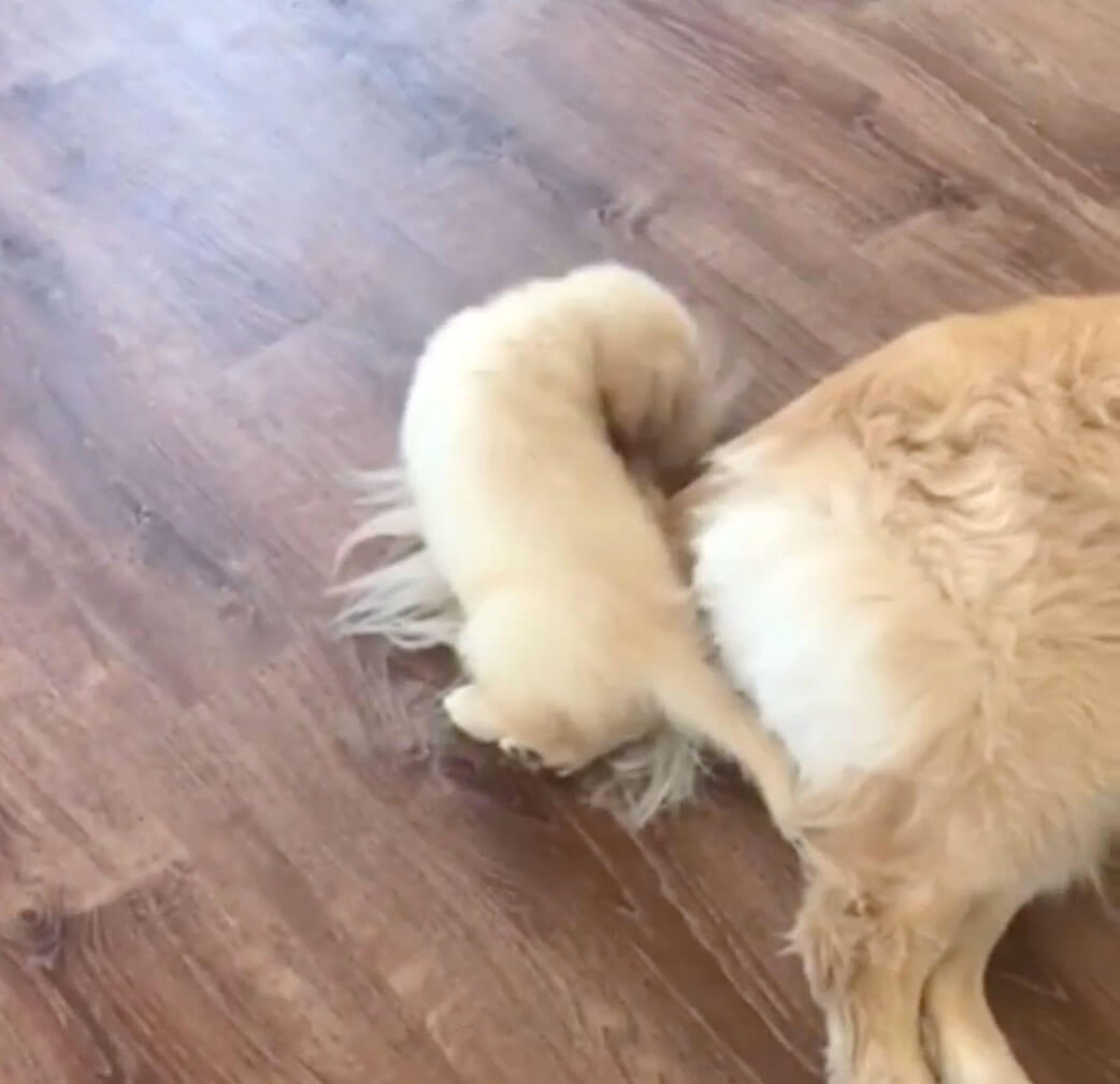 ゴールデンレトリーバー,動画