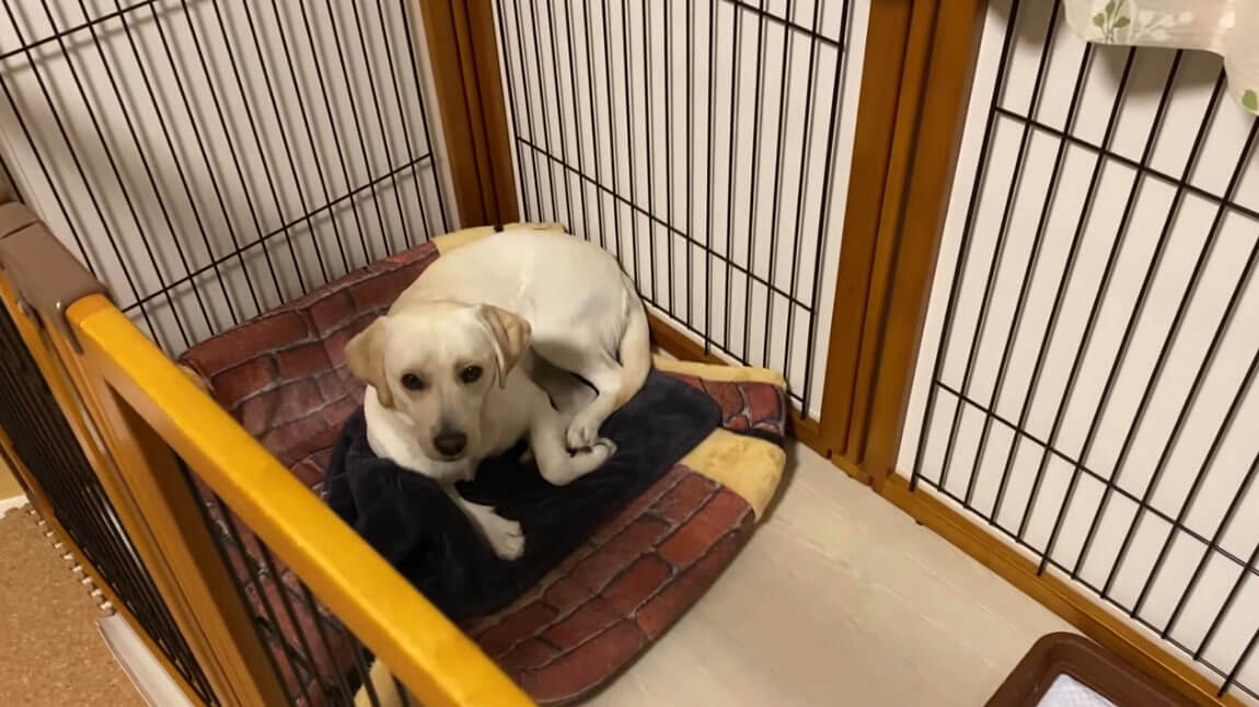 ラブラドールレトリーバー,動画