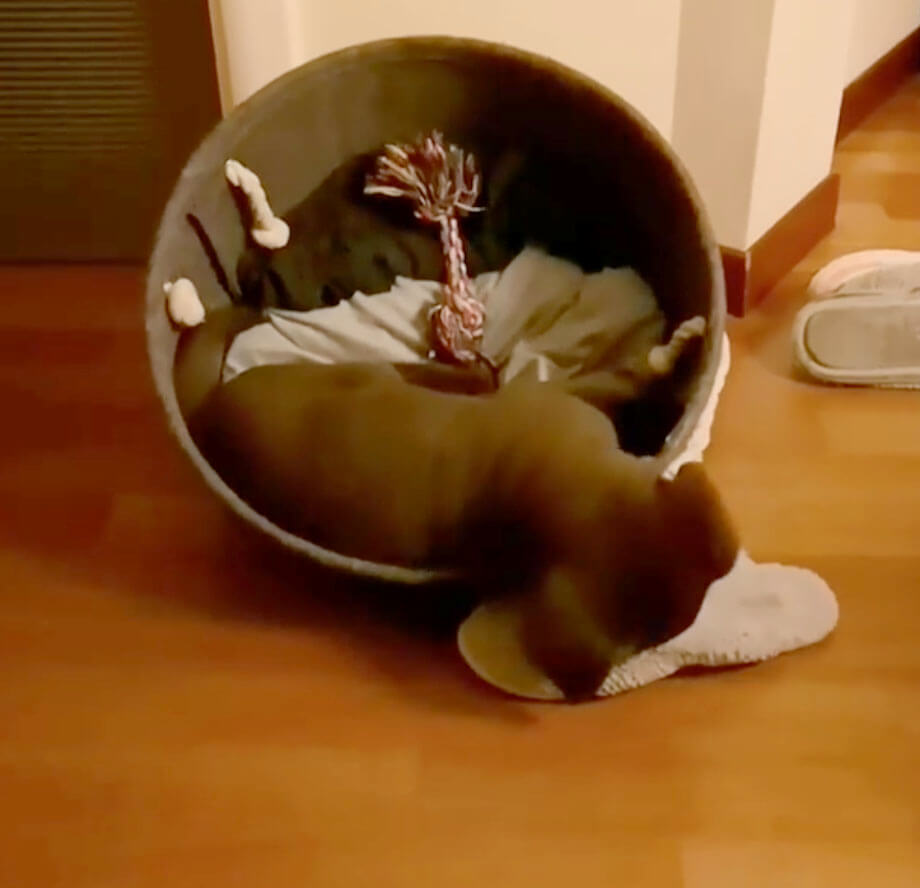 ラブラドールレトリーバー,動画