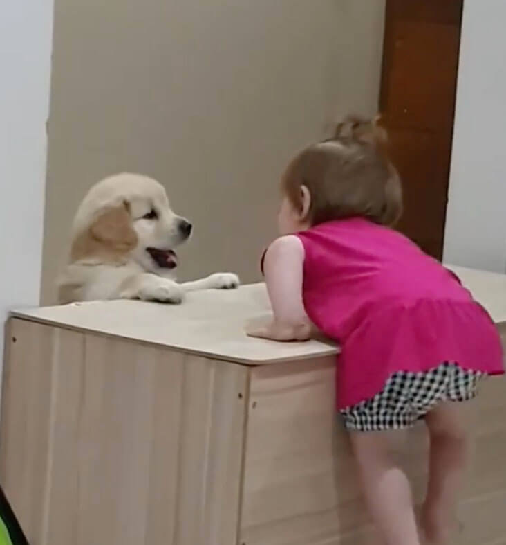 ゴールデンレトリーバー,動画