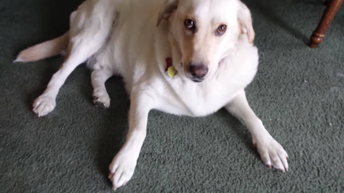 ラブラドールレトリーバー,動画