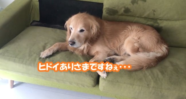 ゴールデンレトリーバー,動画