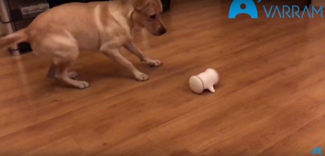 ラブラドールレトリーバー,動画