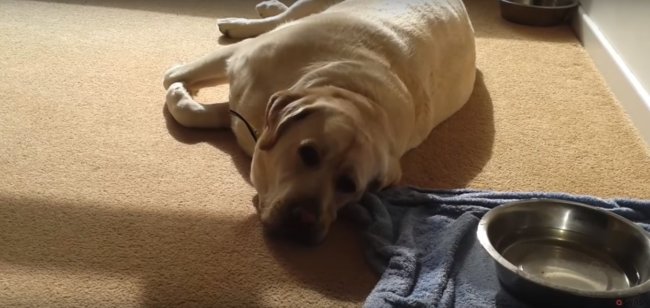 ラブラドールレトリーバー,動画