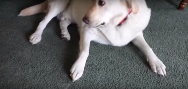 ラブラドールレトリーバー,動画